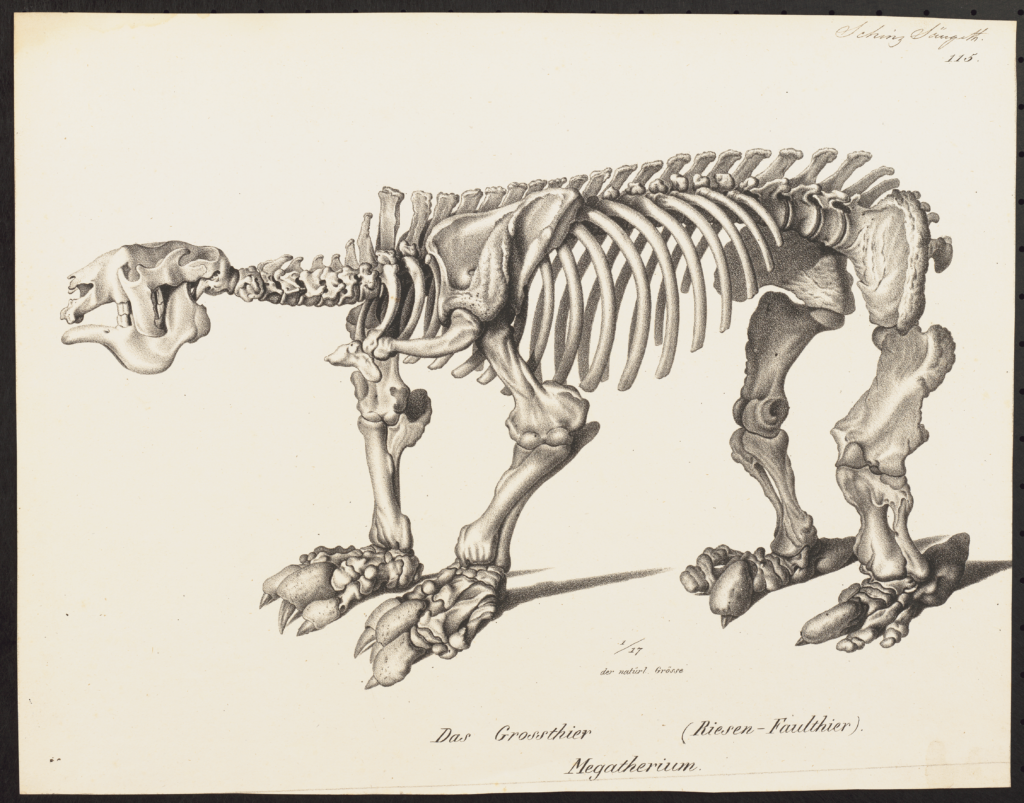 Illustration of a Megatherium skeleton, side view, showing large bones and claws. The image conveys a scientific and historical tone.