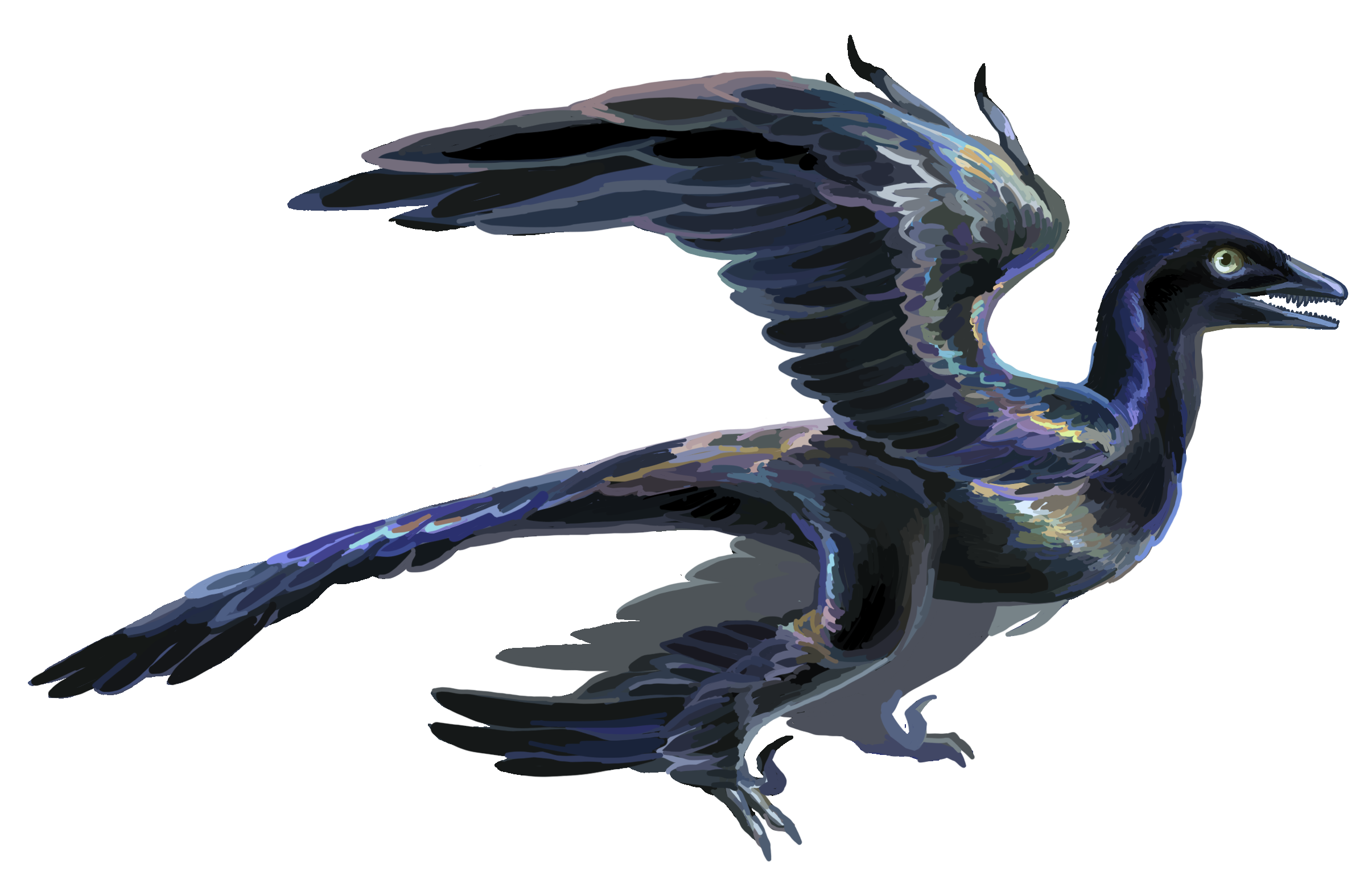 Microraptor with feathered wings