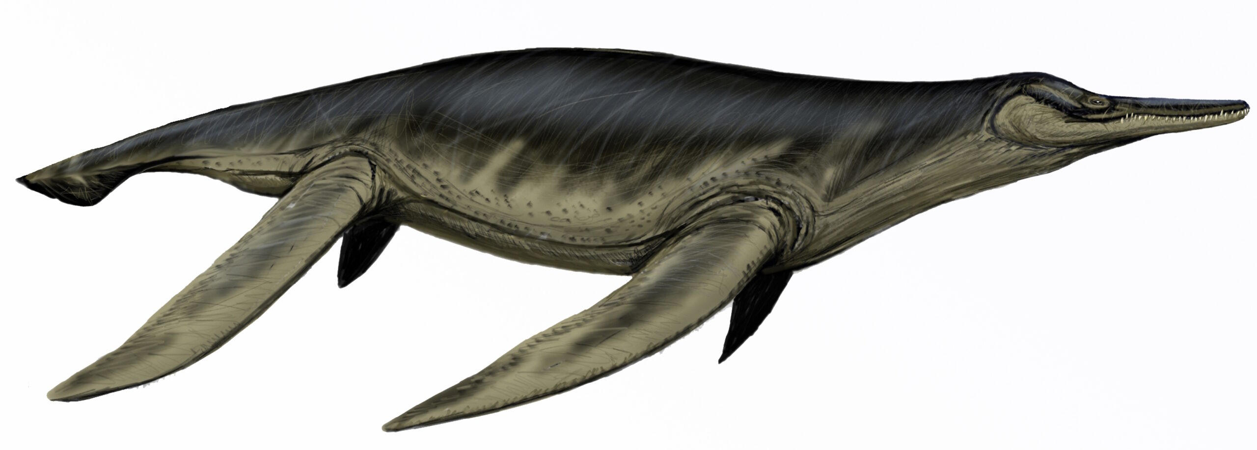 Illustration of a marine reptile with a streamlined, dark green body, long neck, pointed head, and four flippers, resembling a plesiosaur.