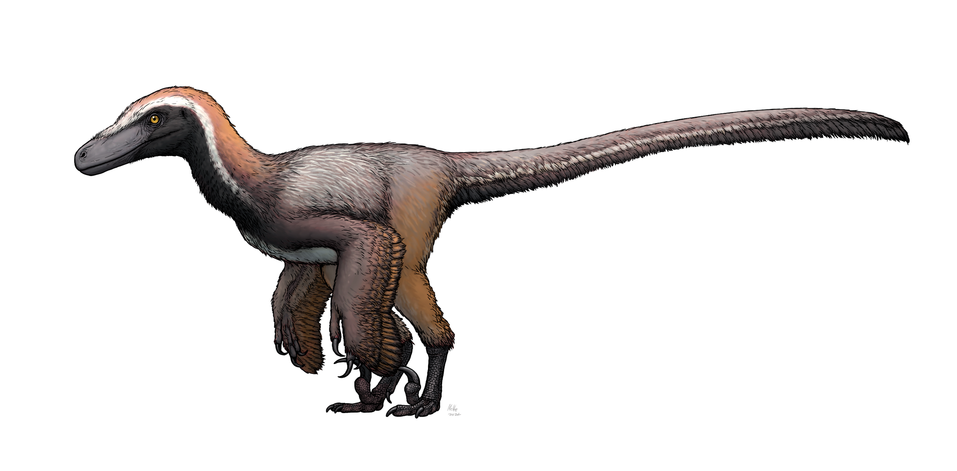 How Did Raptors Hunt in Packs? New Evidence Suggests Strategy – Dino World