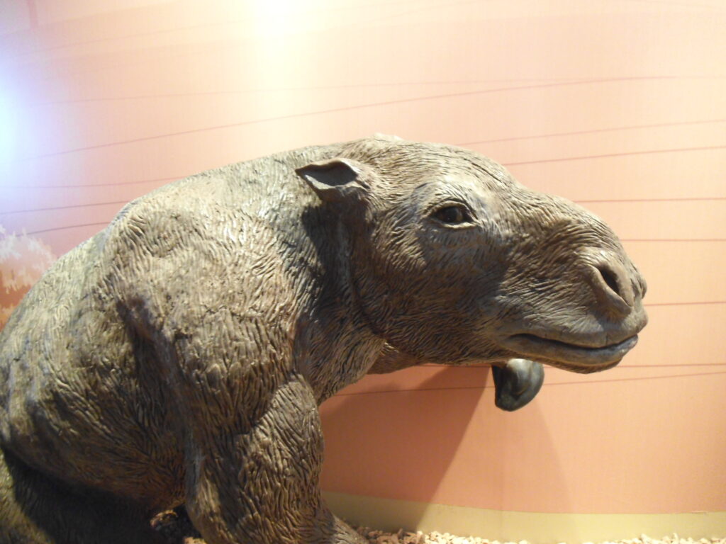A detailed model of an ancient, extinct mammal resembling a large ground sloth, displayed in a museum with a warm, beige background.