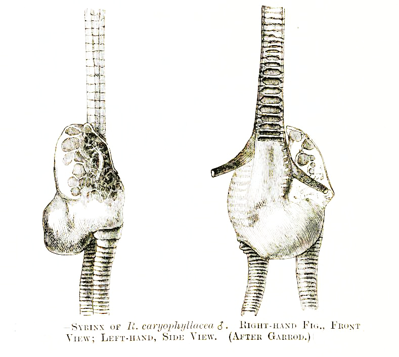 Syrinx of Rhodonessa caryophyllacea
