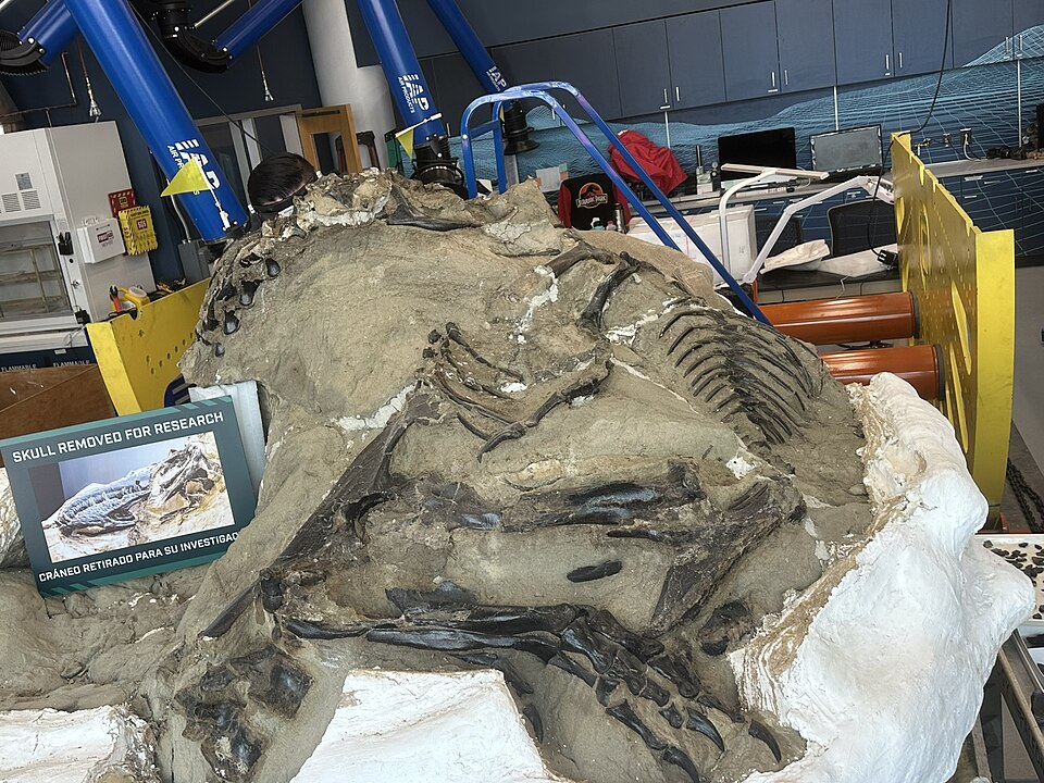 The Dueling Dinosaurs under preparation at the NCMNS in June 2024