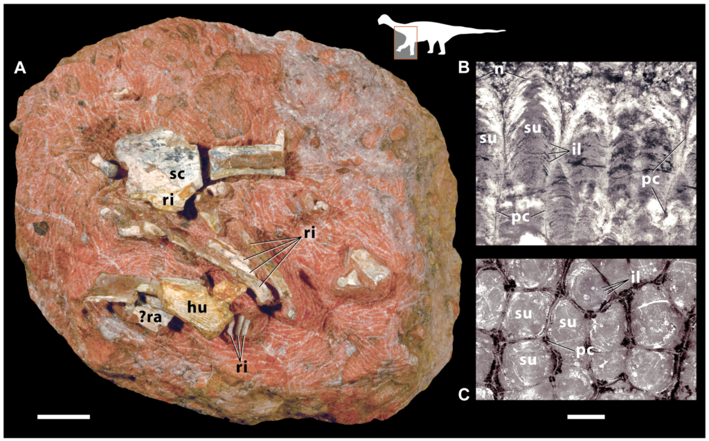 Fossil image showing a reddish oval slab with embedded bones