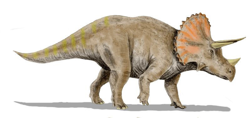 Triceratops horridus, a ceratopsian from the Late Cretaceous of North America, pencil drawing