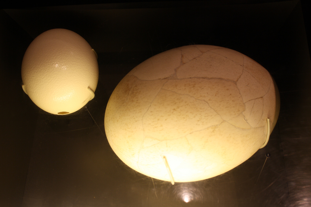 Two large eggs on display: the left one is smaller and smooth, the right one is significantly larger with a cracked texture, both illuminated softly.