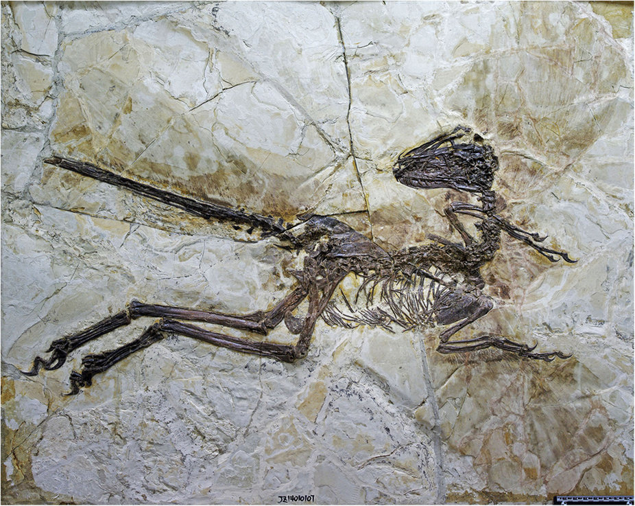 The holotype of the large-bodied, short-armed Liaoning dromaeosaurid Zhenyuanlong