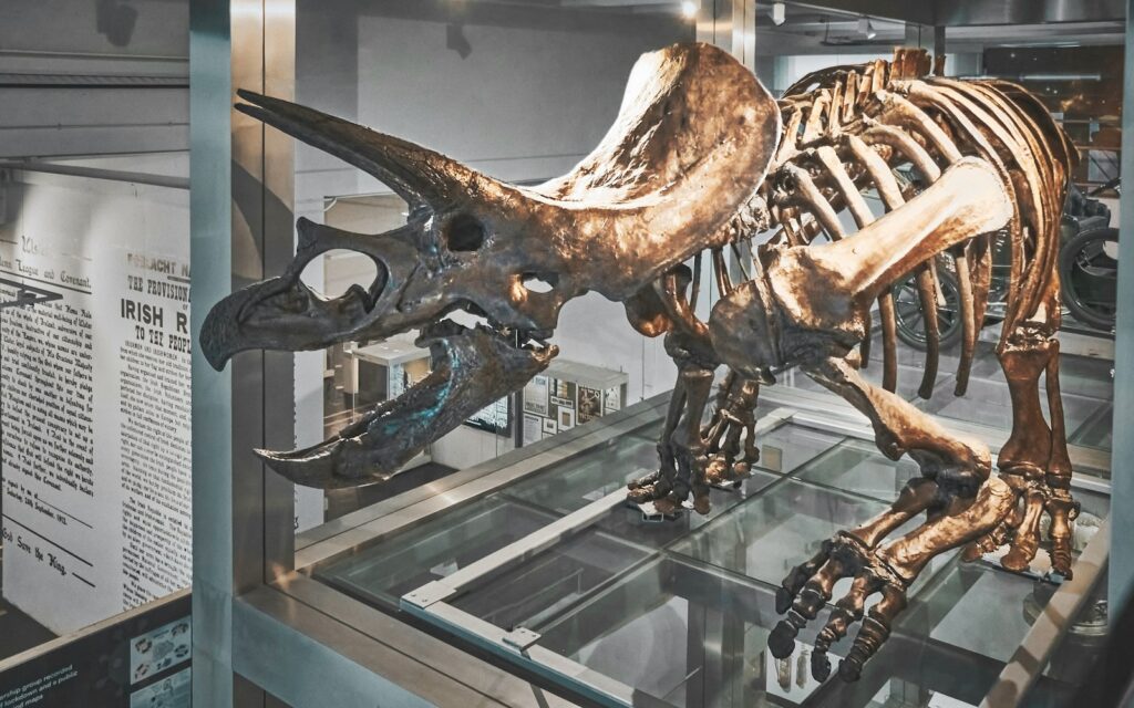 A Triceratops skeleton displayed in a museum exhibit, set on a glass platform. The fossil is large and detailed, highlighting its horns and frill.