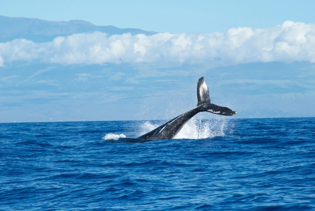 Whale tail splashes in blue ocean against a backdrop of distant mountains and fluffy clouds, conveying a sense of freedom and natural beauty.