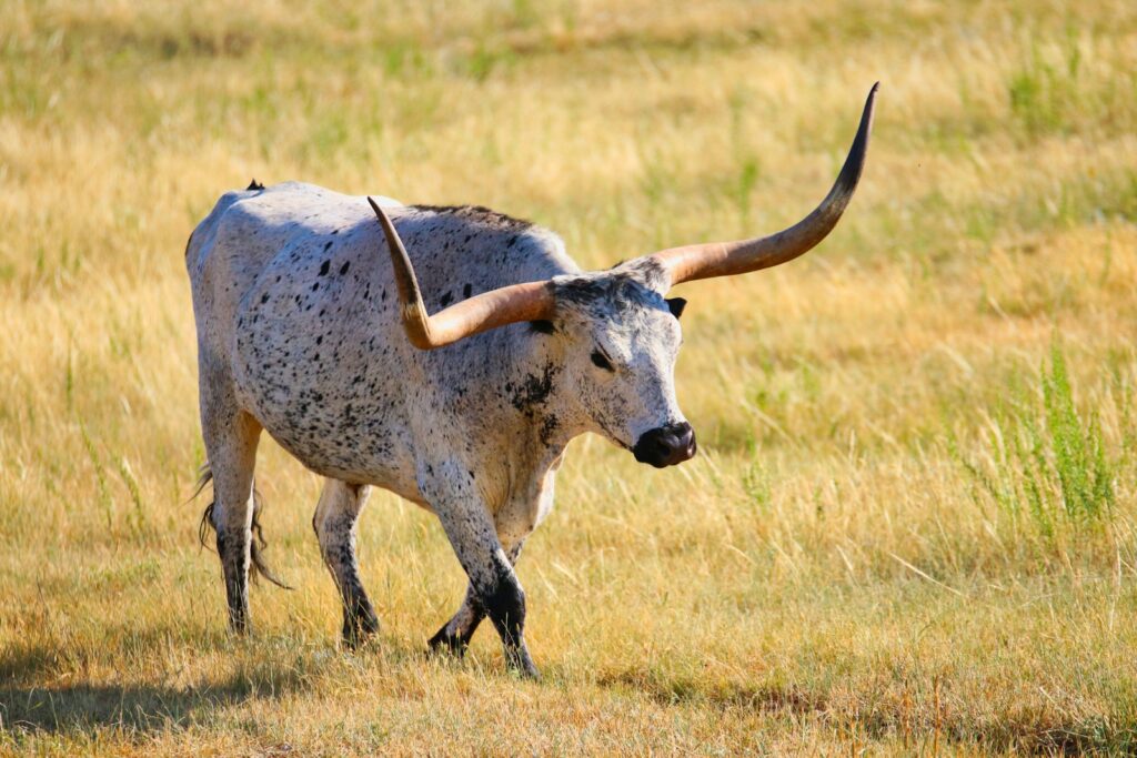 animal wih giant horns