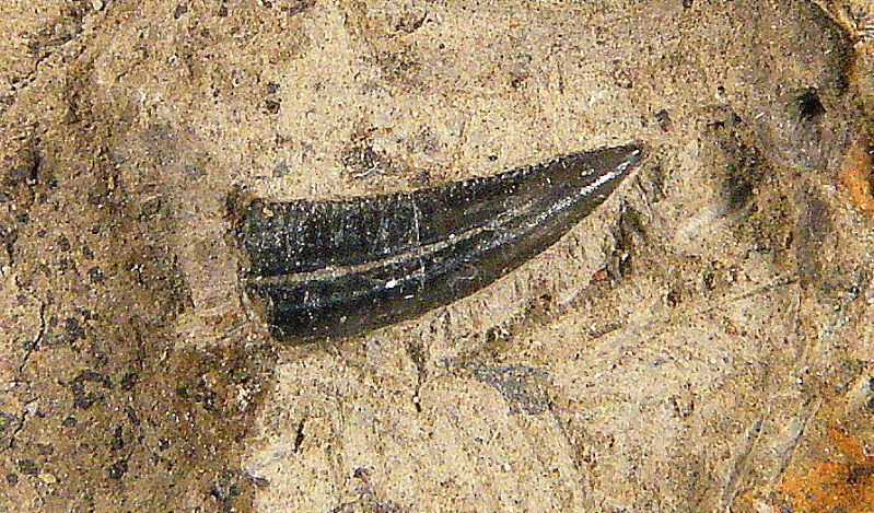 Close-up of a dark, serrated dinosaur tooth embedded in a textured beige rock. The sharpness and detail convey a sense of ancient history and discovery.