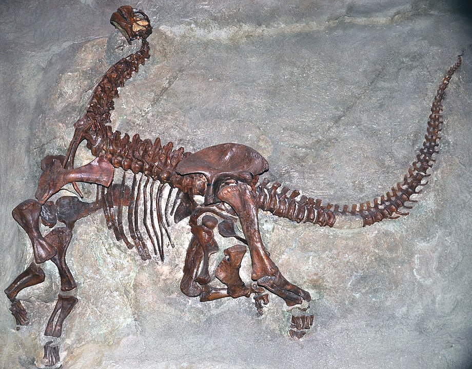 a near-complete juvenile sauropod dinosaur in the original fluvial sandstone matrix