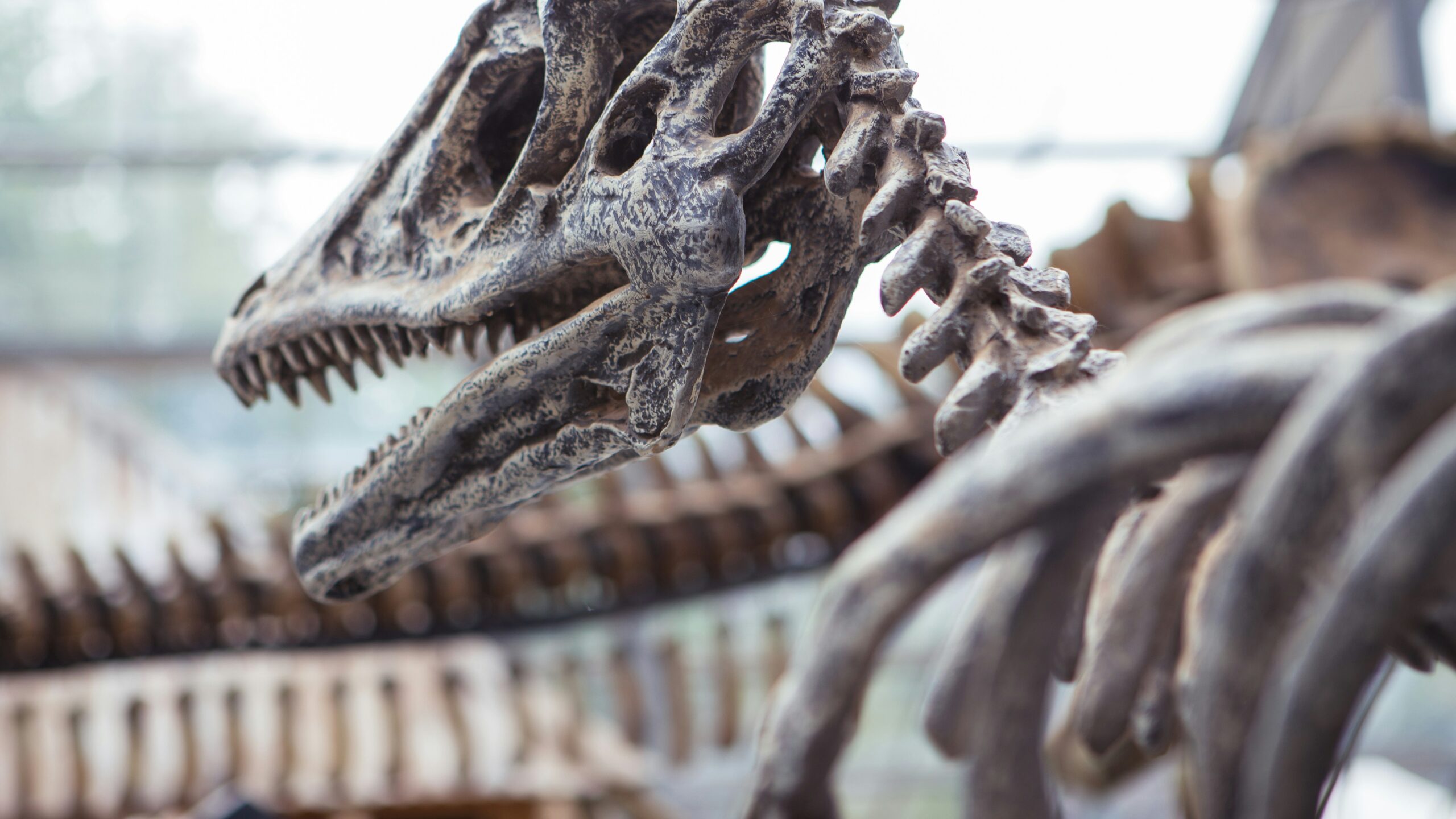 Close-up of a dinosaur skeleton head, showcasing sharp teeth and detailed bones. Background features blurred skeleton parts, museum-like setting. Atmospheric and intriguing.