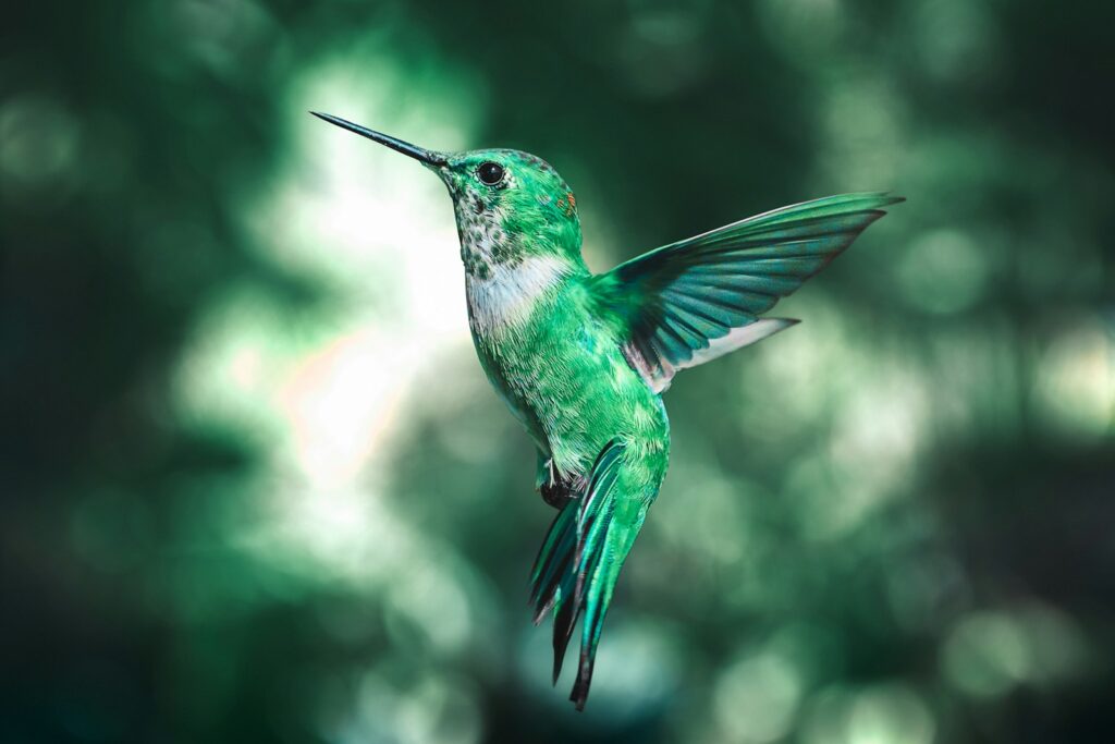 A vibrant green hummingbird hovers mid-air against a blurred, dappled green background. Its wings are spread, and it appears graceful and delicate.
