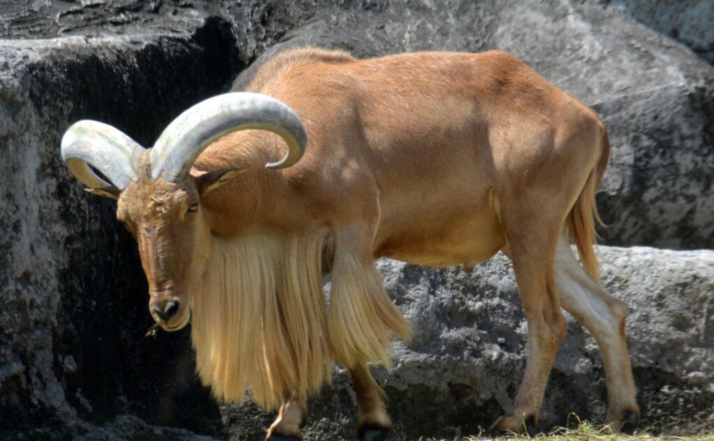 a ram with long giant horns