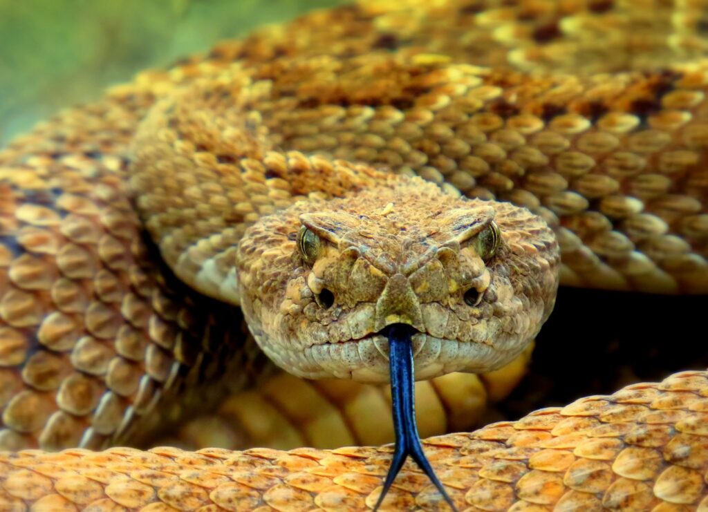 Close-up of a coiled rattlesnake with detailed brown scales, an intense gaze, and its black tongue flicking out. The image conveys a sense of alertness and caution.