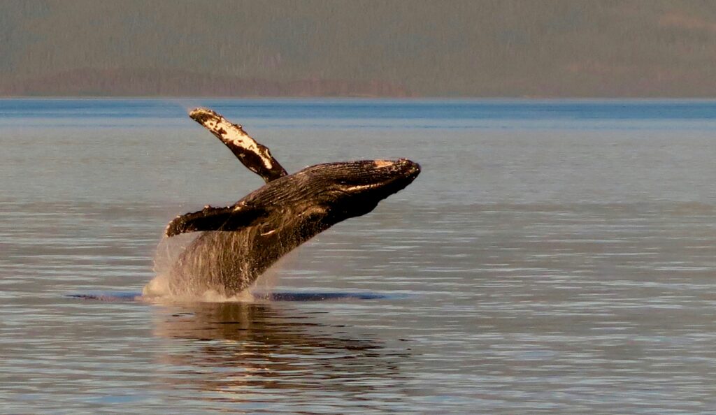 A whale breaches the ocean's surface in a graceful arc, with its flippers extended. The calm sea and distant mountains create a serene backdrop.