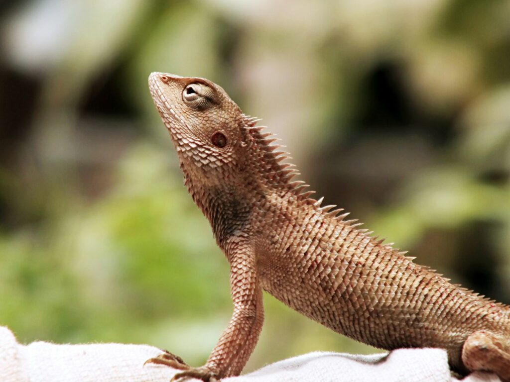 Photo of a brown lizard