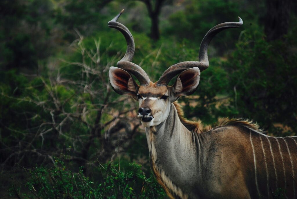 horn evolution