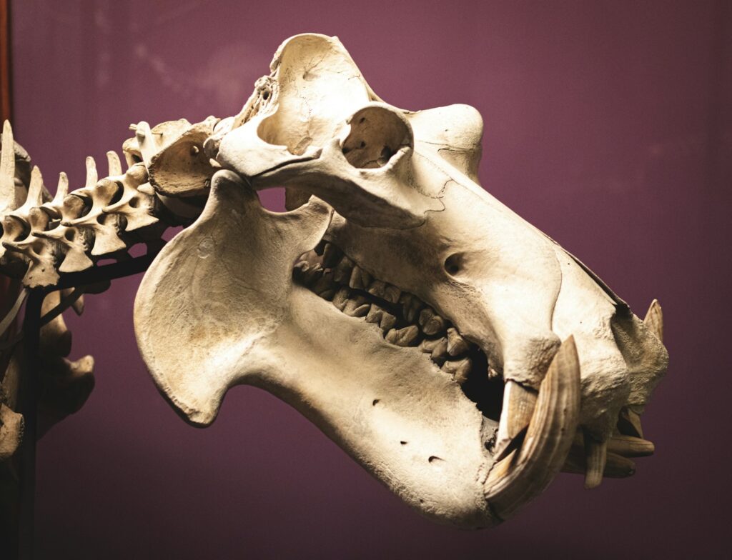 Sleeping dinosaur fossil