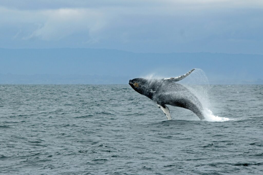 A humpback whale breaches the ocean surface, with its body arcing gracefully amid splashing water. The sky is overcast, creating a dramatic, dynamic scene.