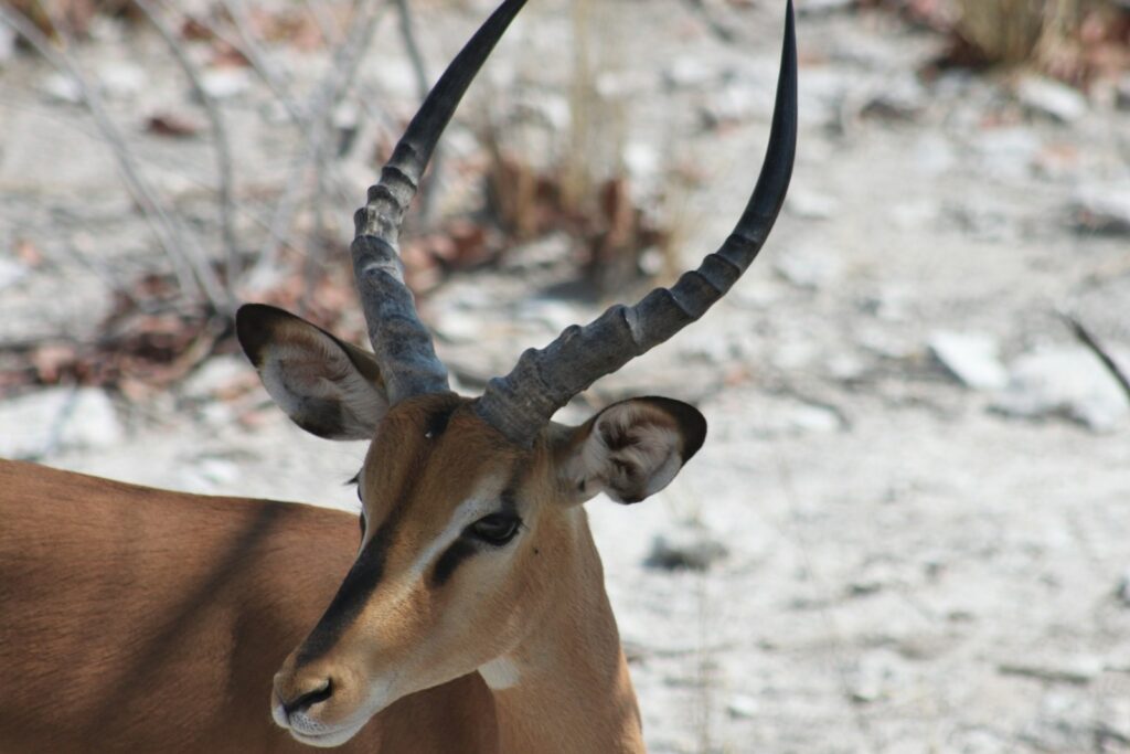 Horns Become Liabilities