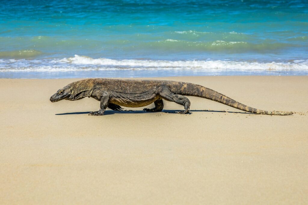 A Komodo dragon walks along a sandy beach, its long tail trailing behind. The scene is set against the turquoise ocean waves under a clear blue sky.