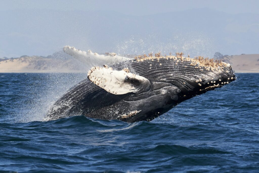 A breaching humpback whale rises dramatically from the ocean, water cascading off its barnacle-covered body. The coastline is a hazy backdrop.