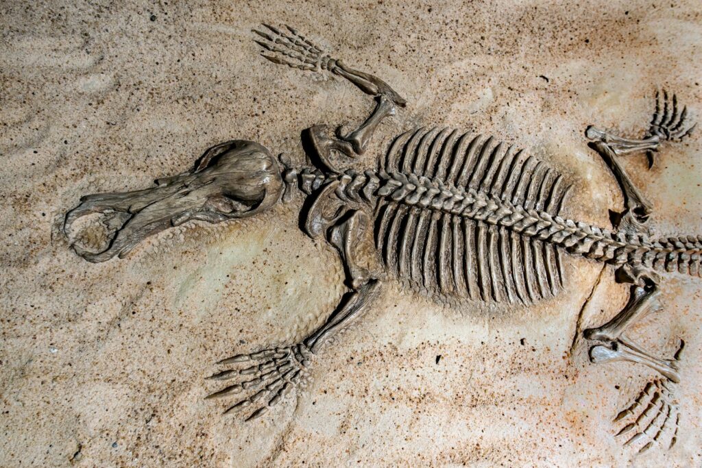 Fossils from the Jehol Biota capture evolution in action