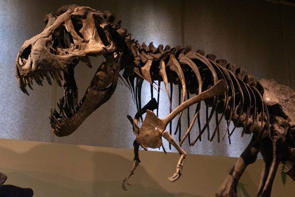 Dinosaur fossils displayed in a museum exhibit