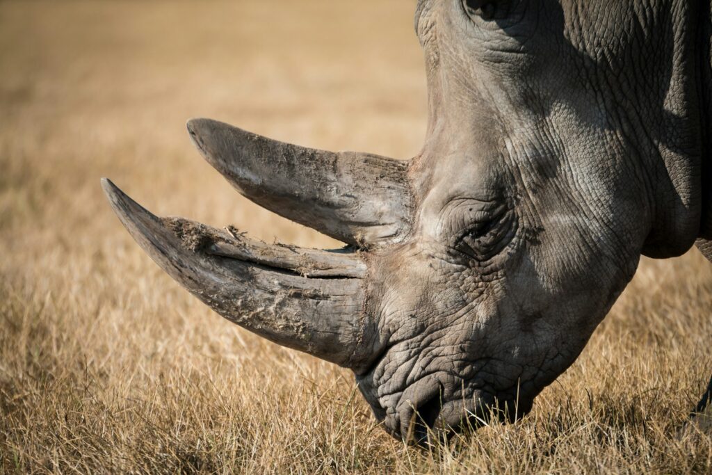 Close-up of a rhinoceros grazing in dry, golden grass. The focus is on its two large horns and textured, wrinkled skin, conveying strength and tranquility.