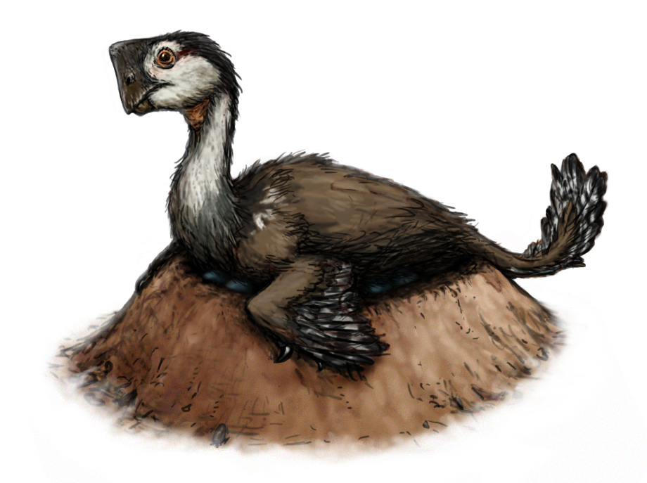 Restoration of a nesting Nemegtomaia, featuring feathers used to incubate eggs