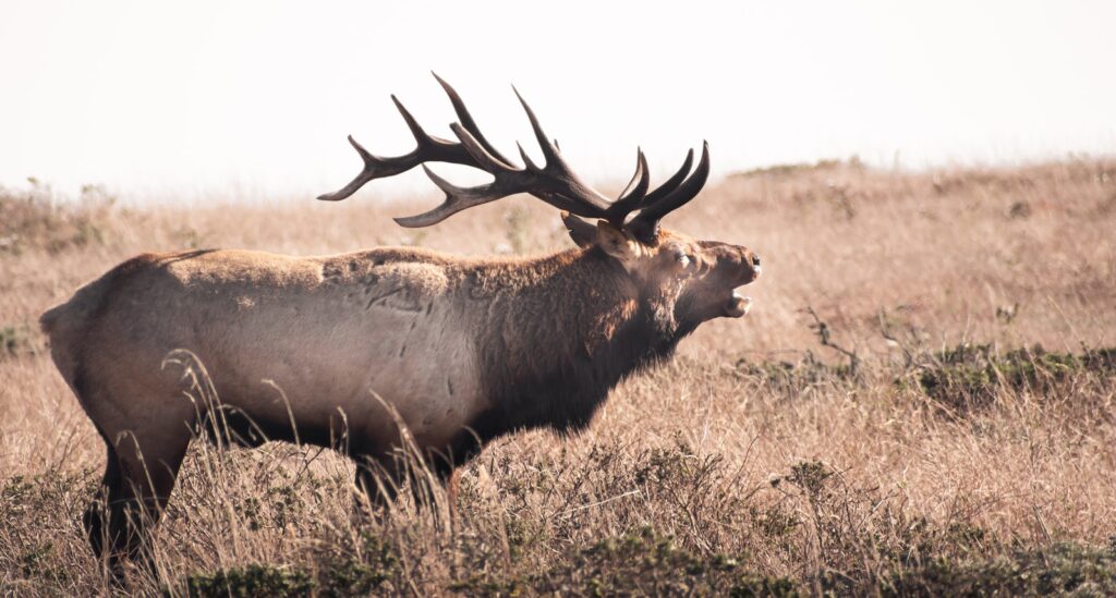 a large elk in a field