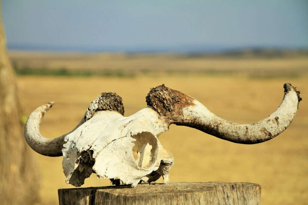 Giant horns have been a symbol of power
