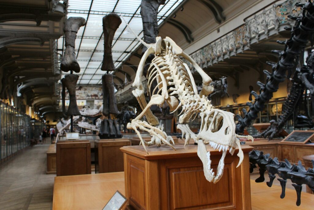 Dinosaur skeletons in a museum exhibit, featuring a prominent T. rex skull with jaws open. The setting is spacious with high ceilings and wooden displays.