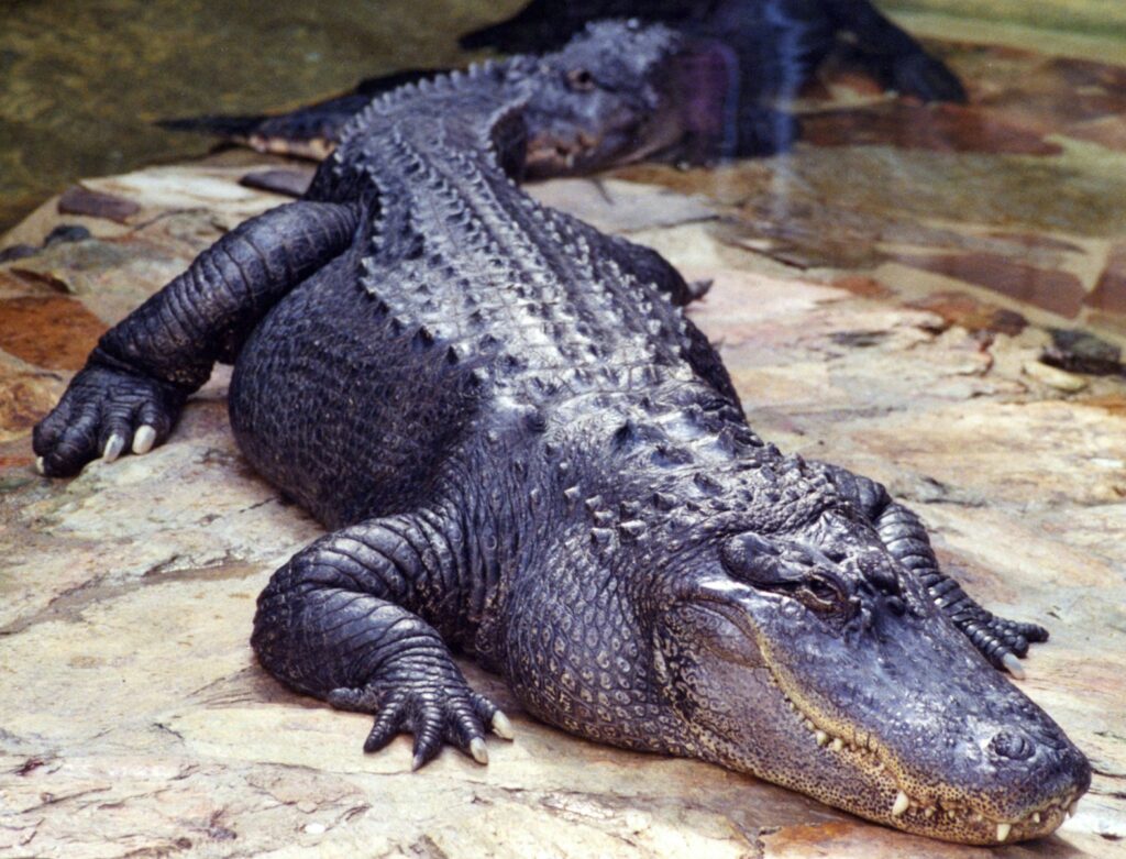 Crocodiles and alligators, alongside birds, are the closest living kin to dinosaurs.