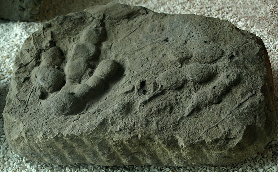 Reversed-impression footptints (ichnites) of Jialingpus yuechiensis, on display at the Paleozoological Museum of China