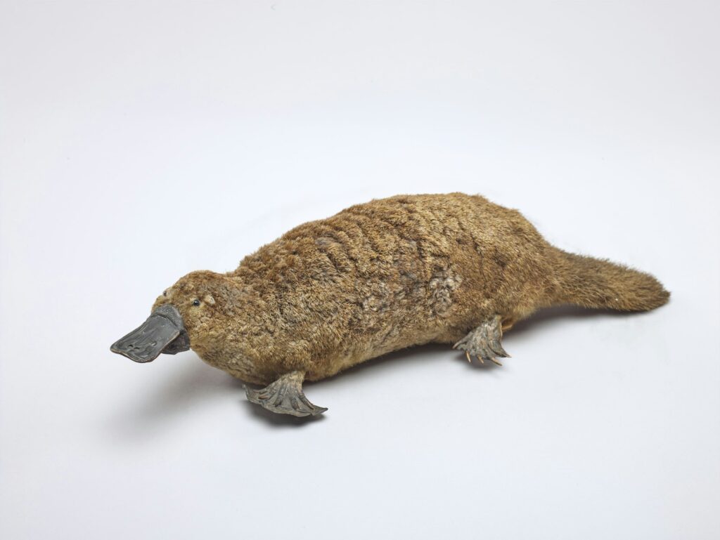 A lifelike model of a platypus with a brown, furry body, webbed feet, and a distinctive duckbill, set against a plain white background.