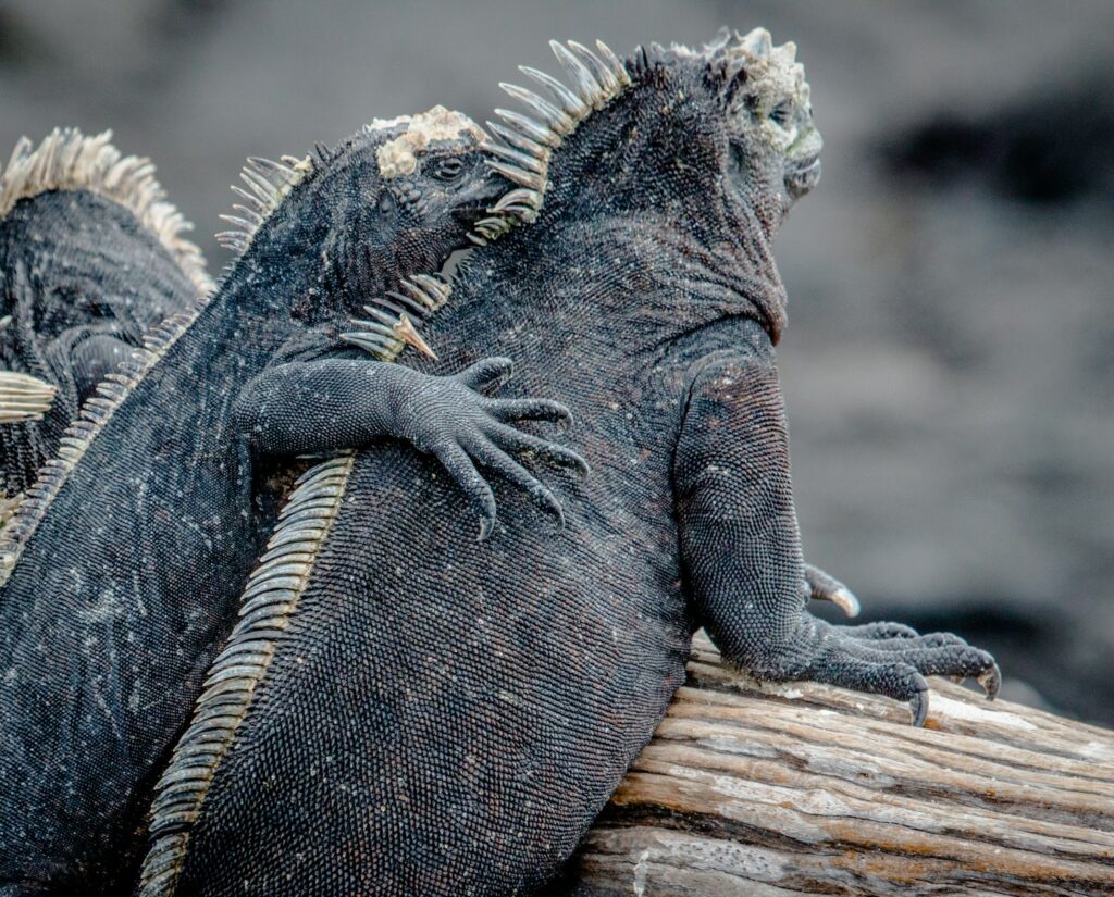 Good Mother Lizard