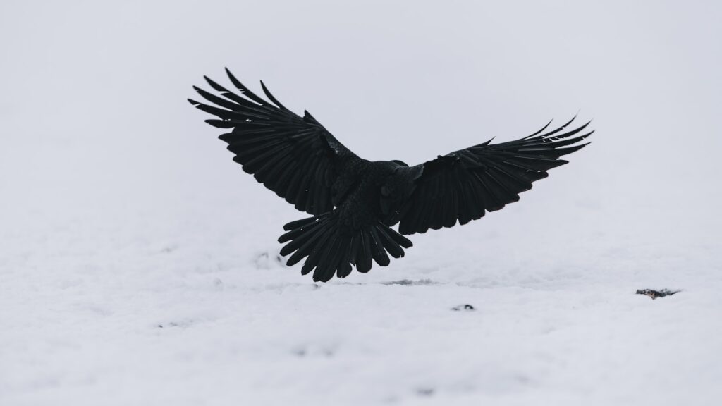 Smart Descendants: Parrots and crows, expert tool users, evolved from theropod dinosaurs. 