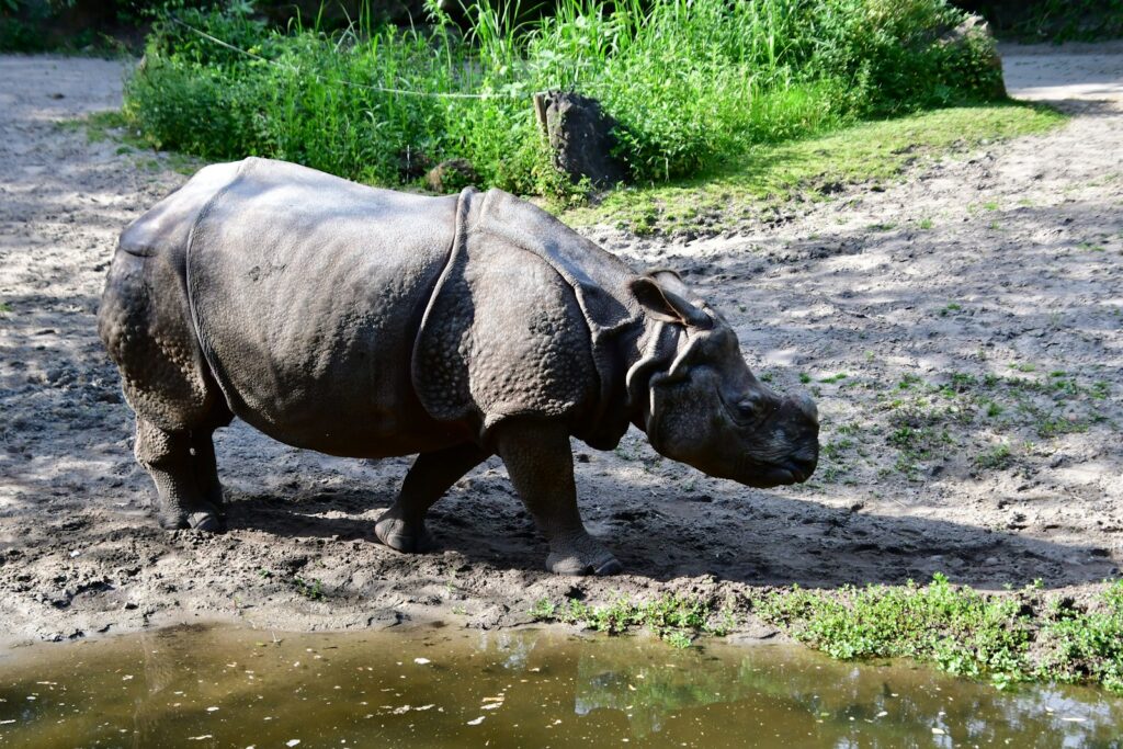 A rhinoceros walking along a dirt path near a watering hole