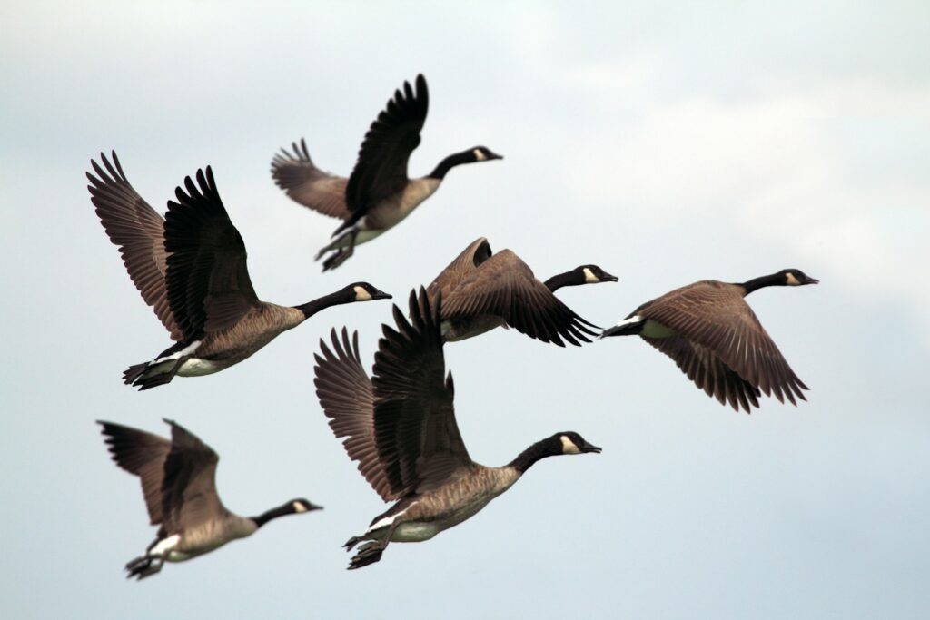 Gray-and-black mallard ducks flying during day time