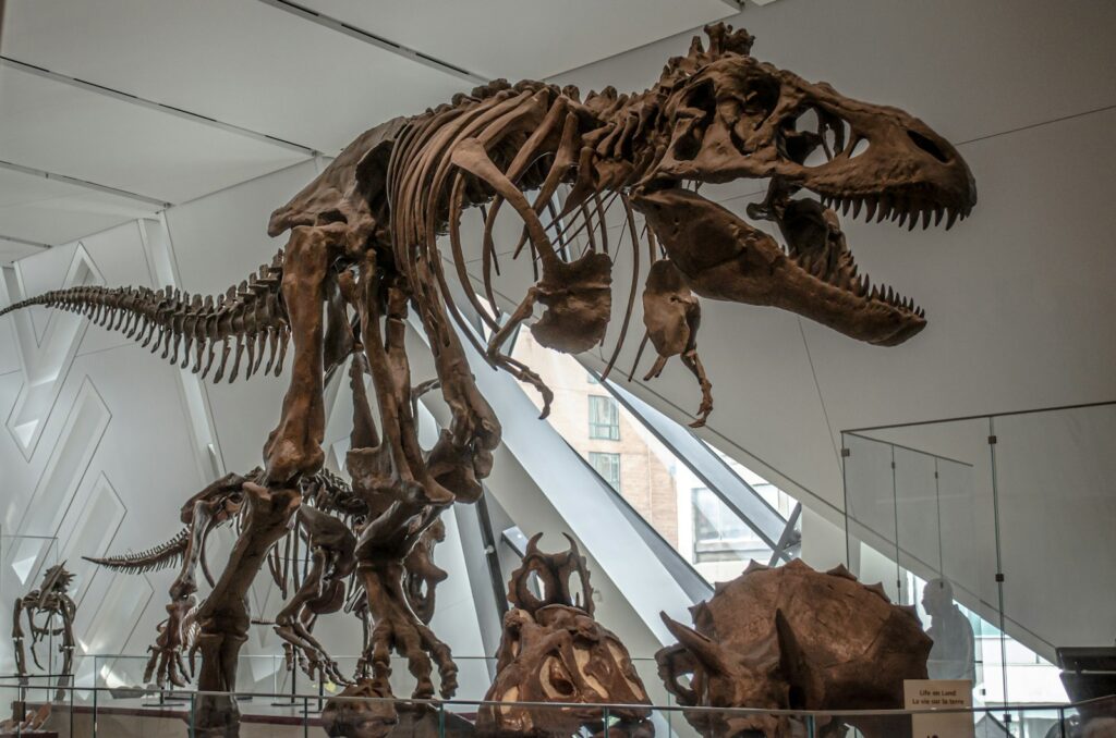 Dinosaur skeleton