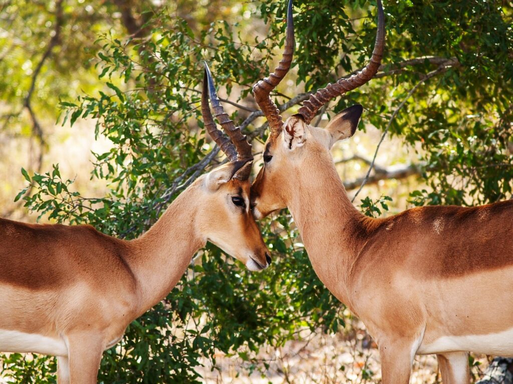 two brown antelopes standing beside green plant