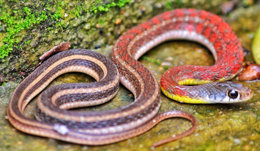 Shed Skin Like Snakes