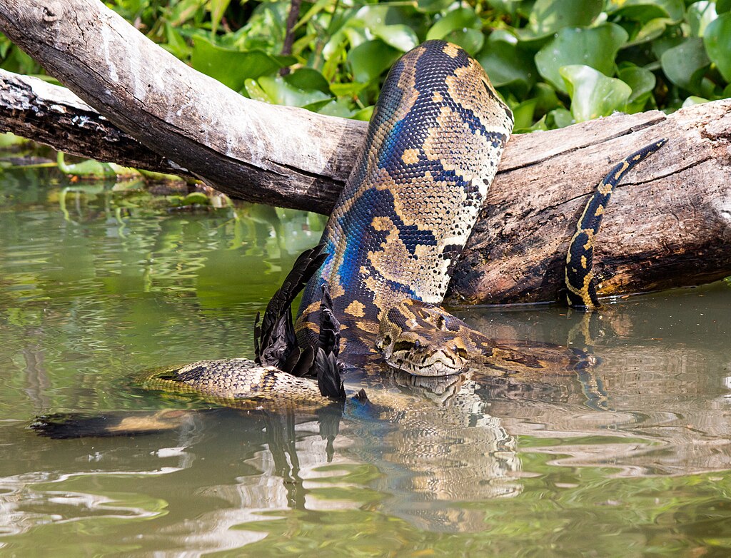 African Rock Python constricting a Cormorant