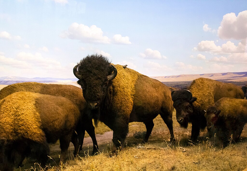 American Bison
