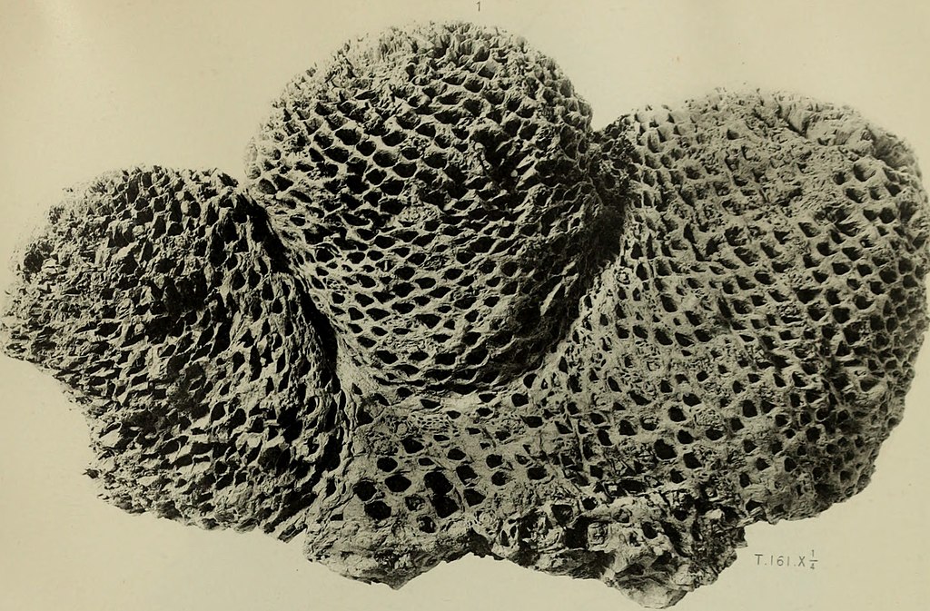 American fossil cycads