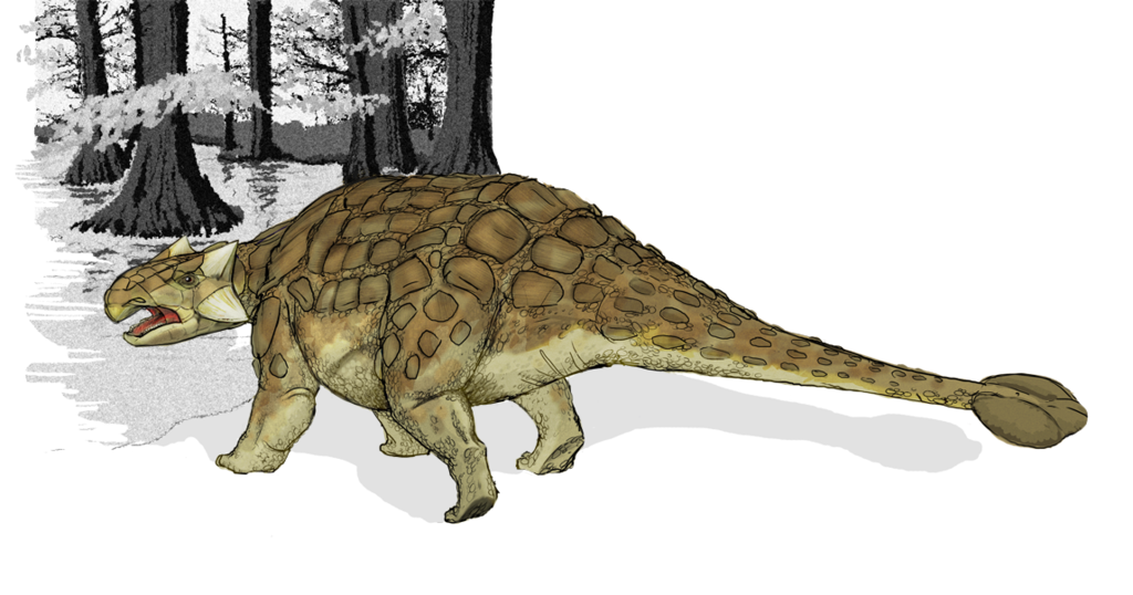 Possible appearance of a Ankylosaurus according to the few bones found