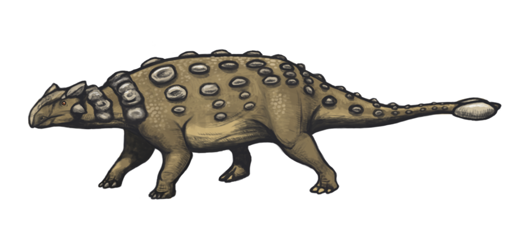 Simple drawing of Ankylosaurus magniventris, a North American Cretaceous ankylosaurid. Based on skeletal reconstruction in Paul 2010.